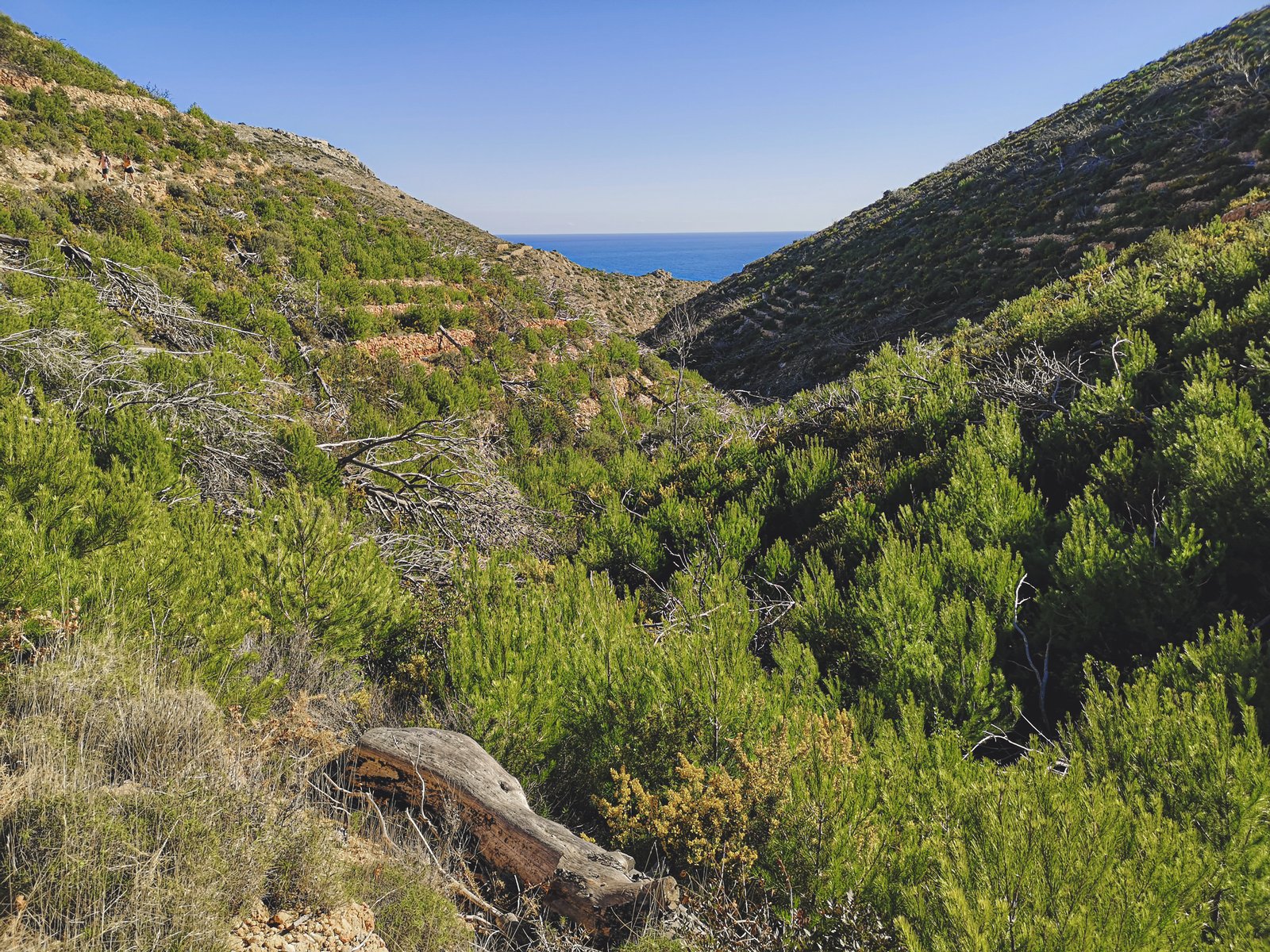 Flora in Montgo Natura Park, Spain