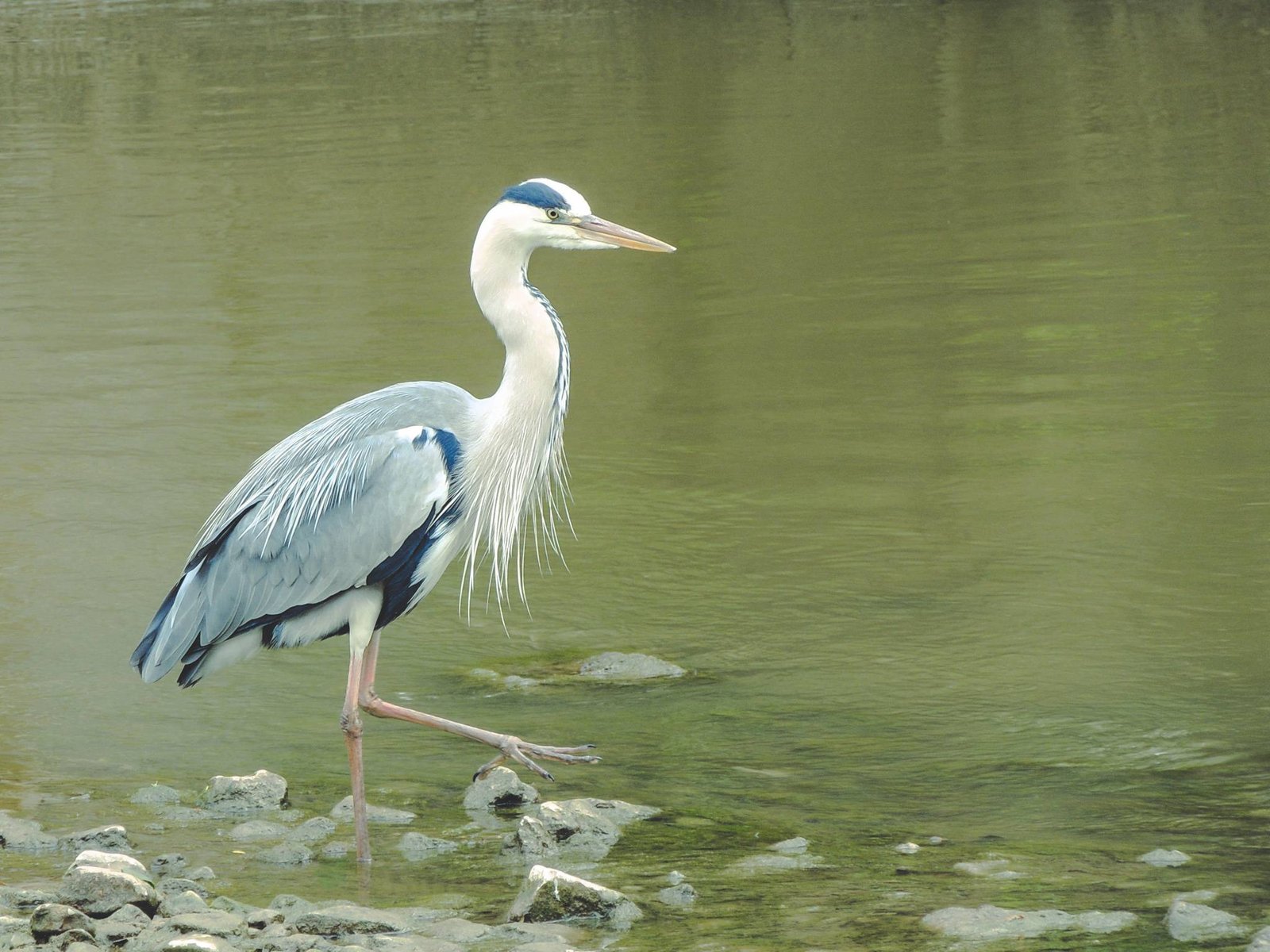 Ardea_cinerea_(14172633837)-2