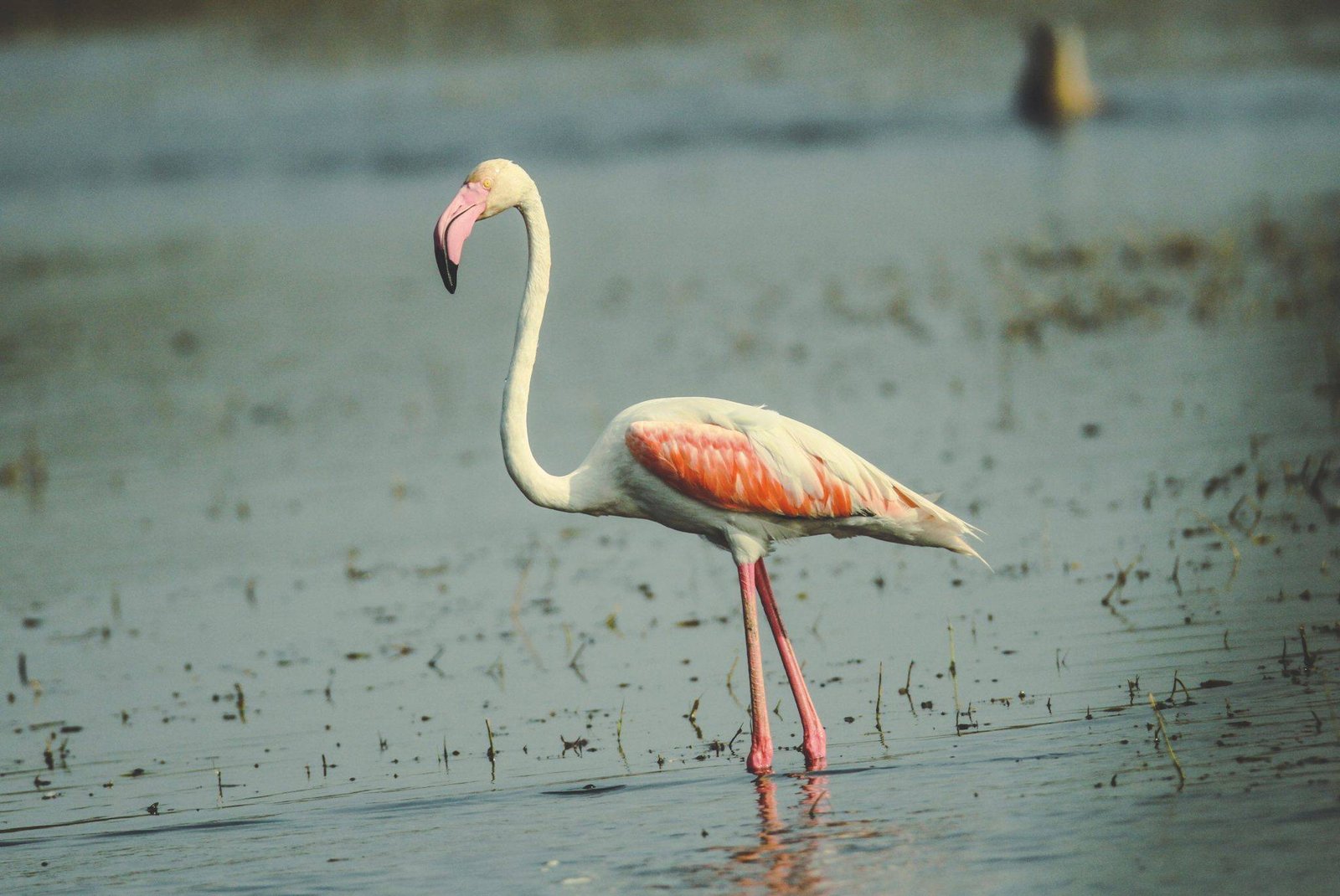 Greater_flamingo_David_Raju-2