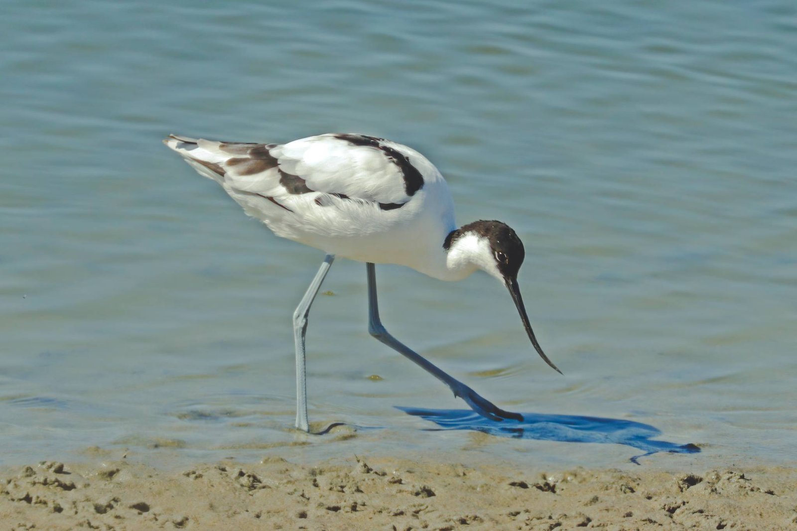 Pied_avocet_(Recurvirostra_avosetta)_France-2