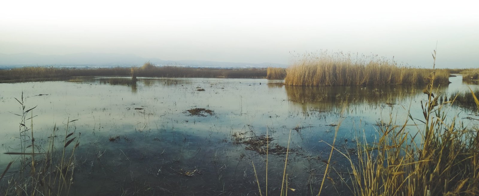 El Hondo Nature Reserve, Spain