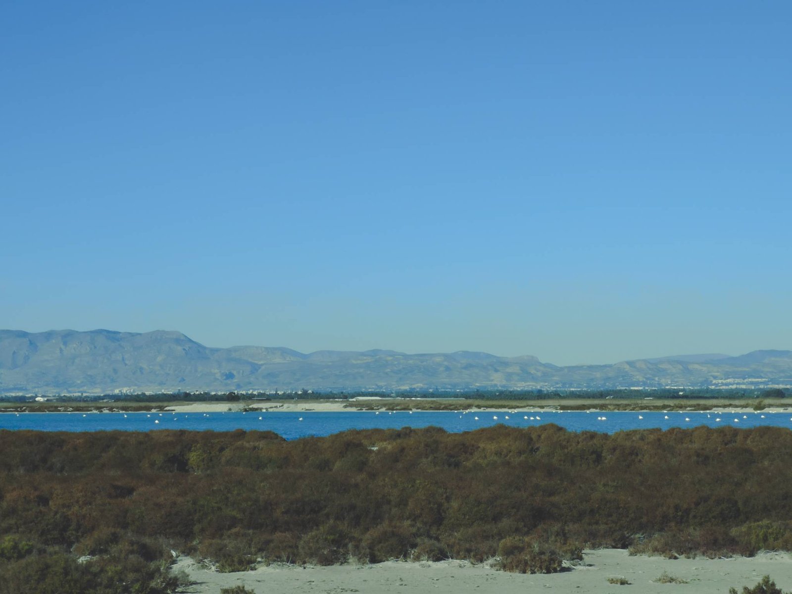 Greater Flamingos in Santa Pola Salt Lagoons, Spain