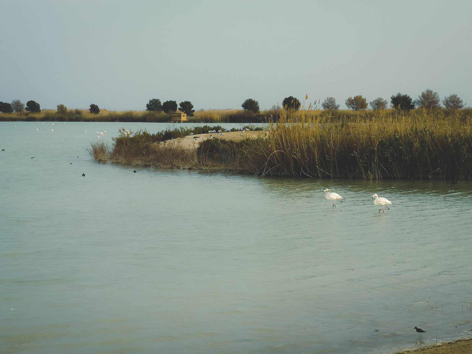 Two flamingos walking in El Hondo Nature Reserve, Spain