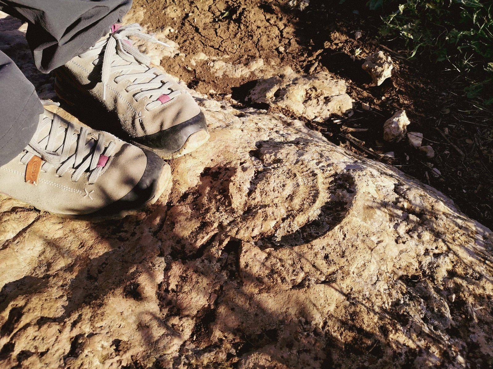 Ammonite fossil in el Torcal de Antequera, Andalucia, Spain