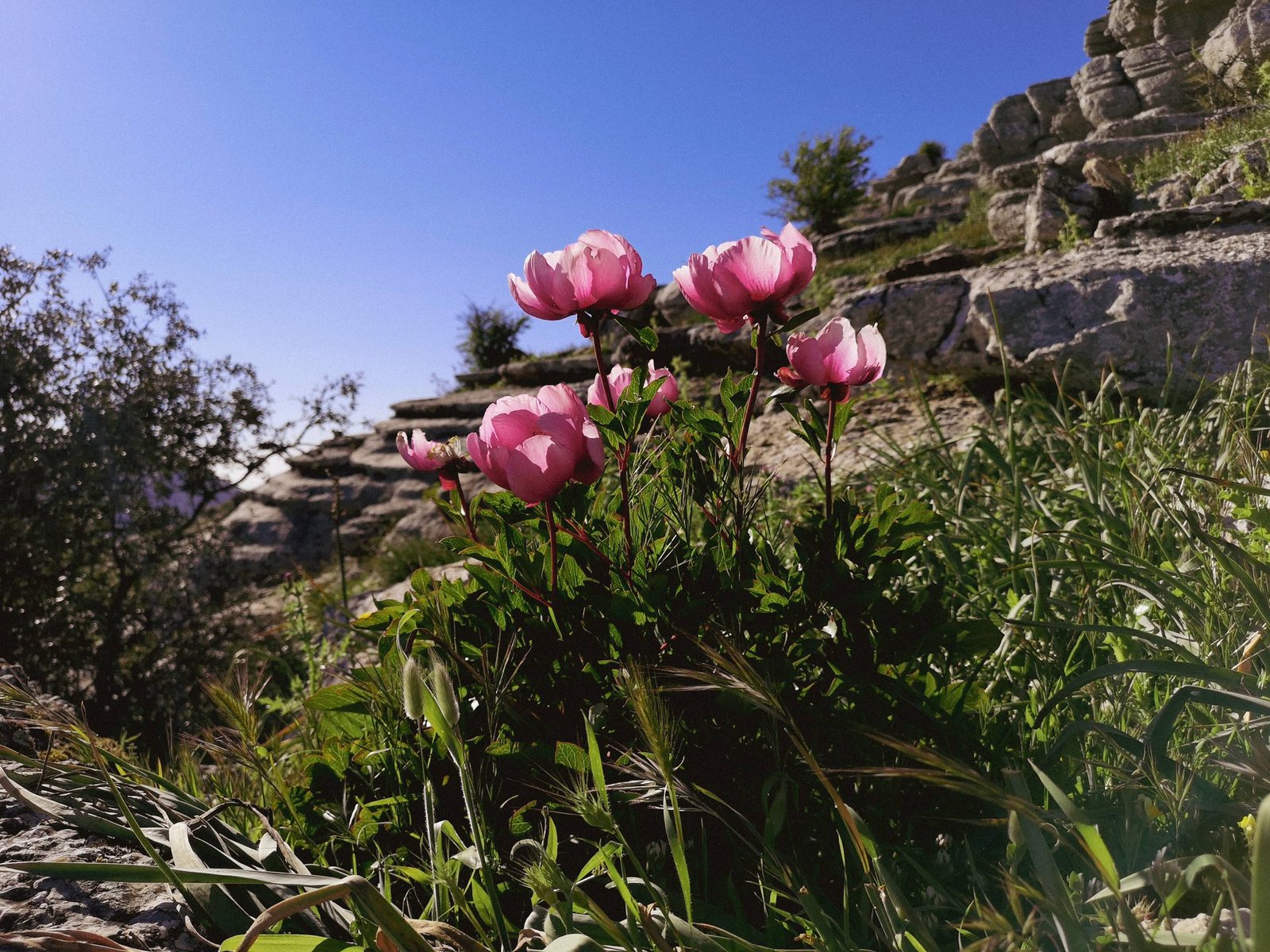 Flowers in El Torcal de Antequera