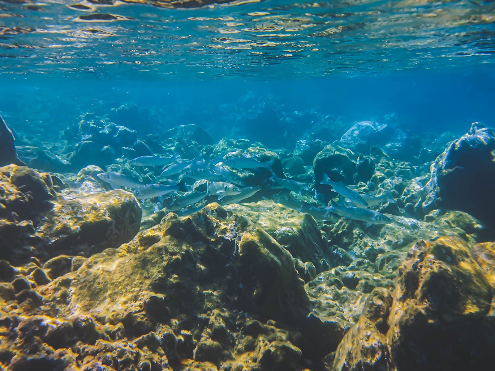 A school of fish in playa de los Muertos in Cabo de Gata, Spain