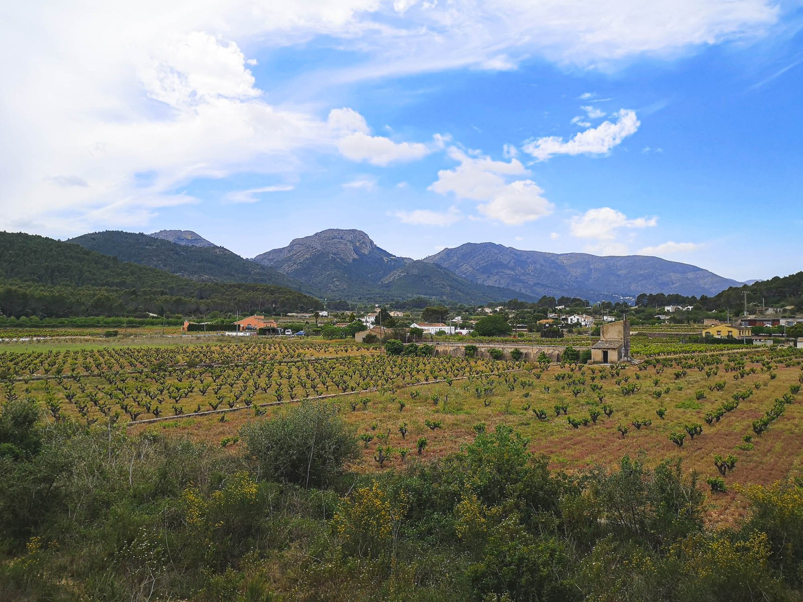 Vineyards in Xalo of the Vall de Pop in Marina Alta, Spain