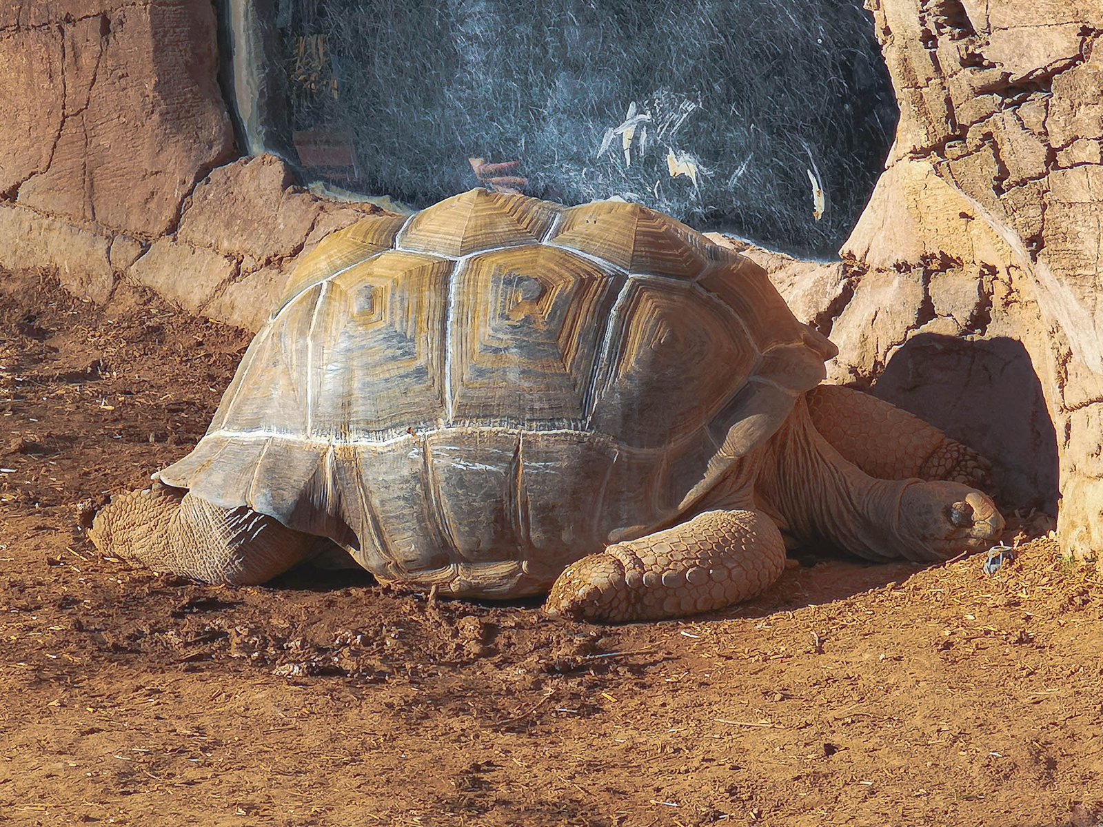 Aldabra Turtoise in the Oceanographic in Valencia, Spain