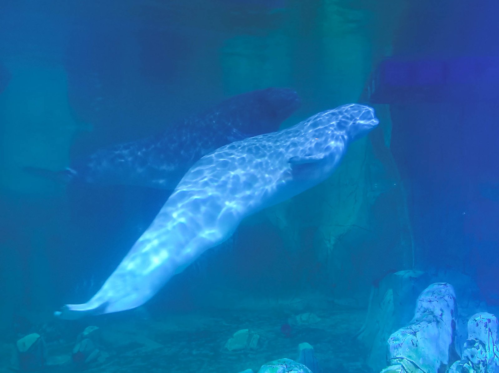 Beluga in The Oceanographic in Valencia, Spain