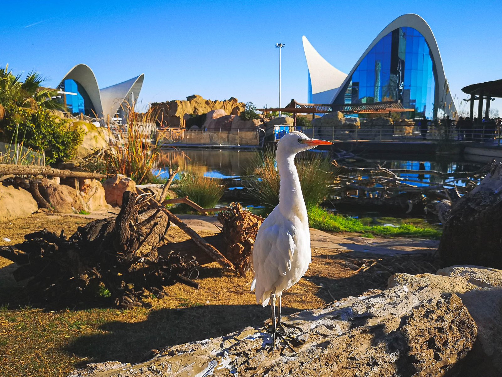 Cattle Egret in the Oceanographic lakes habitat pavilion, Valencia, Spain