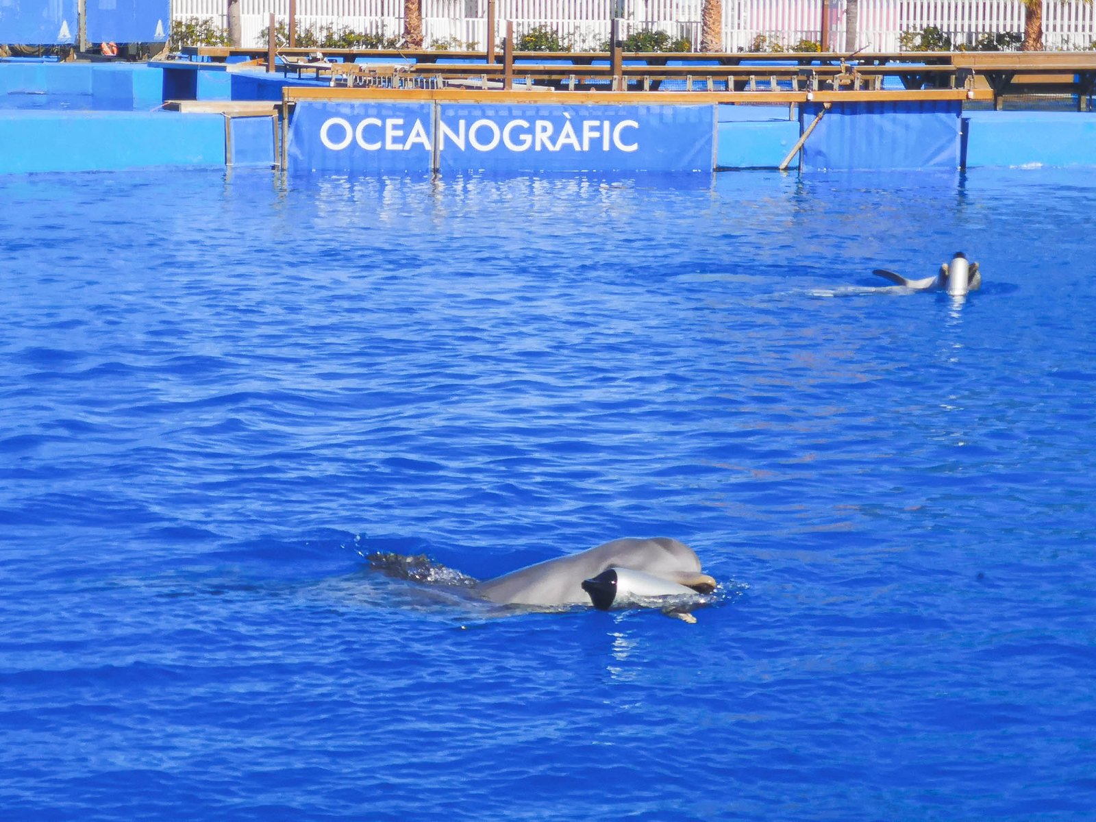 Dolphins playing in the Oceanographic in Valencia, Spain