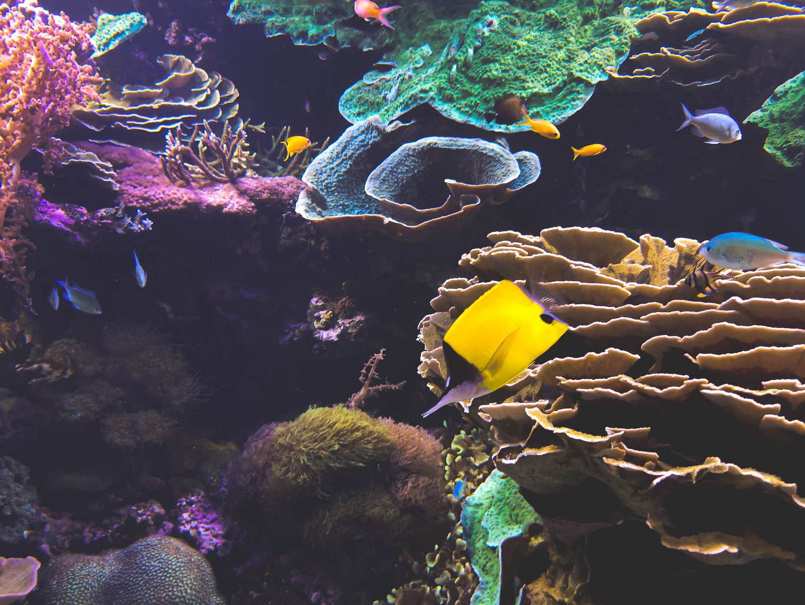 Longnose Butterflyfish in the Oceanographic in Valencia, Spain