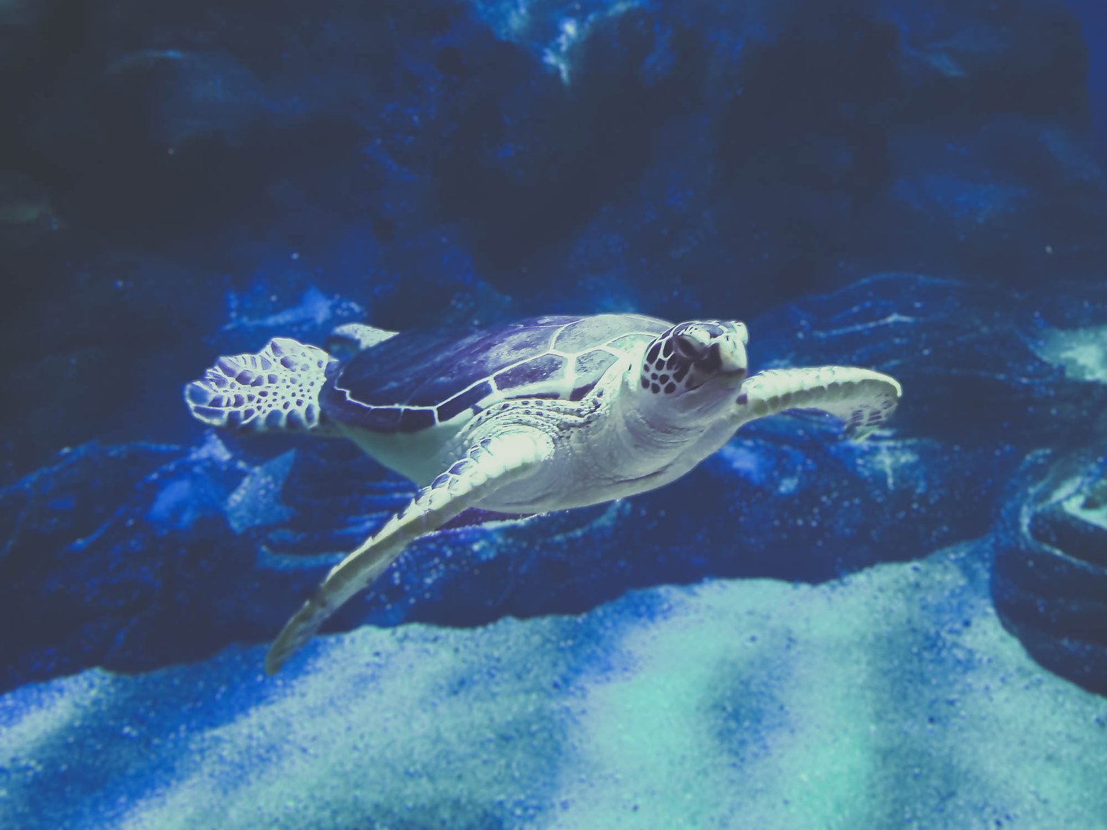 A sea turtle in the Oceanographic in Valencia, Spain