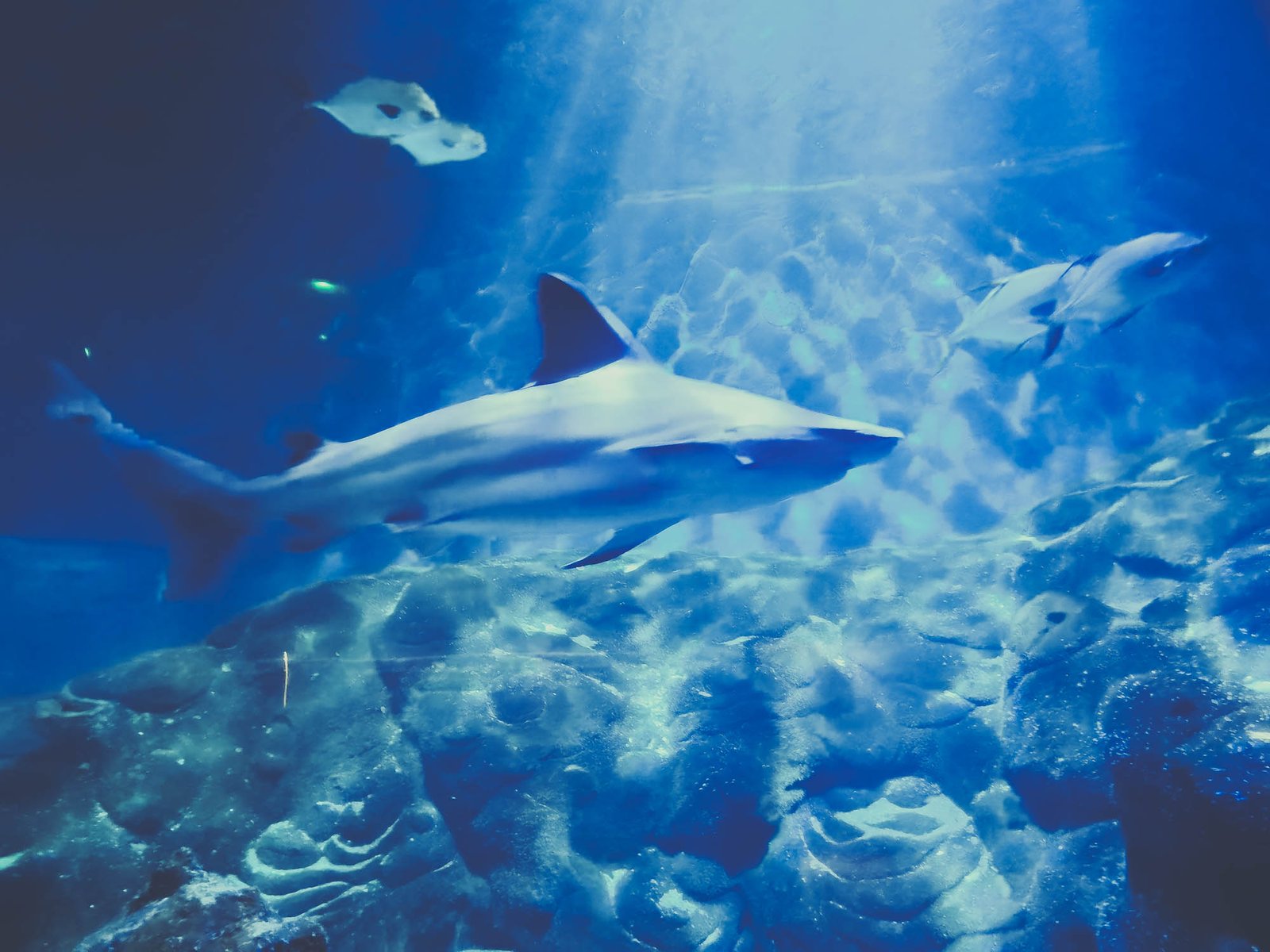 A shark in The Oceanographic in Valencia, Spain