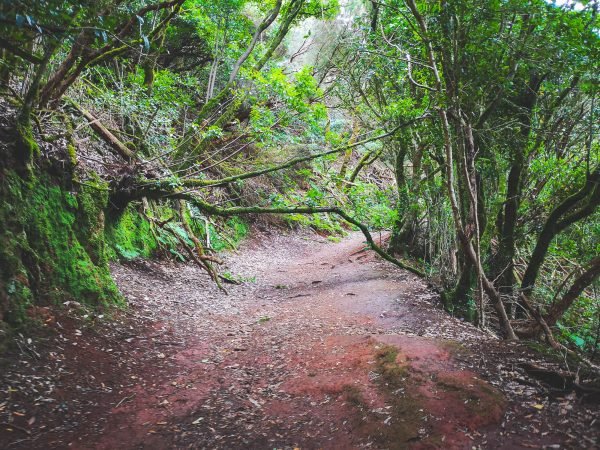 Forest hiking route in Anaga Rural Park in Tenerife, Canary Islands, Spain