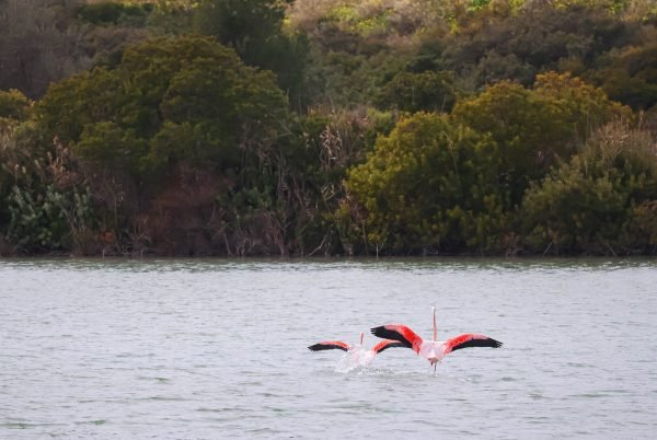 Greater Flamingos in Salinas de Calpe, Spain