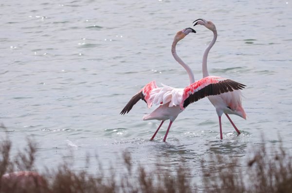 Mating Greater Flamingos in Salinas de Calpe, Spain