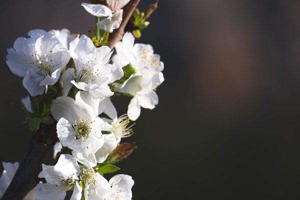 Cherry Blossoms in La Vall de Gallinera, Marina Alta, Spain