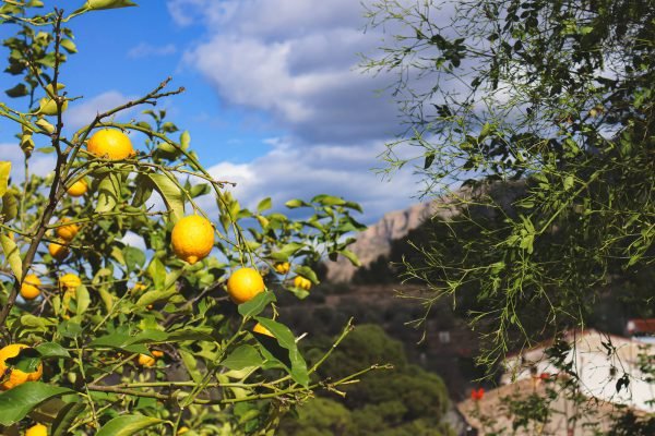 Lemon tree in Benitaia in La Vall de Gallinera, Marina Alta, Spain